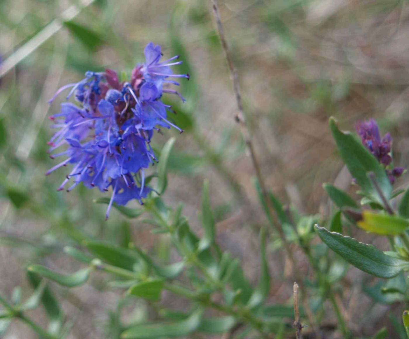 Hyssop flower